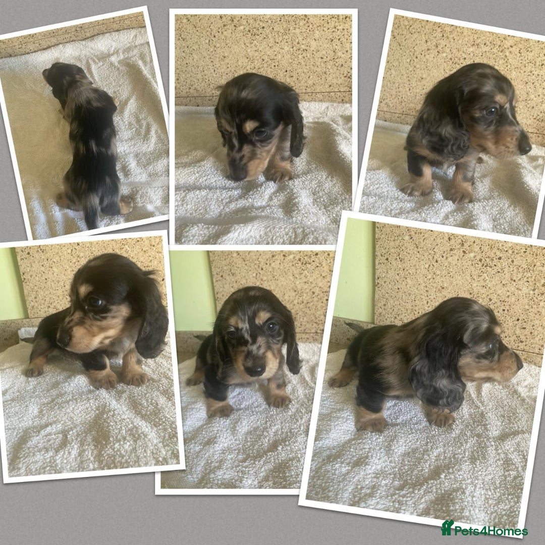 Miniature Dachshund dogs for sale: ADORABLE MINIATURE DACHSHUND PUPPIES - Image 7