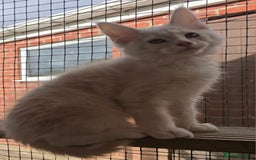 Maine Coon cats for sale: VARIOUS FULL PEDIGREE MAINE COON KITTENS FOR SALE in Rotherham - Image 8