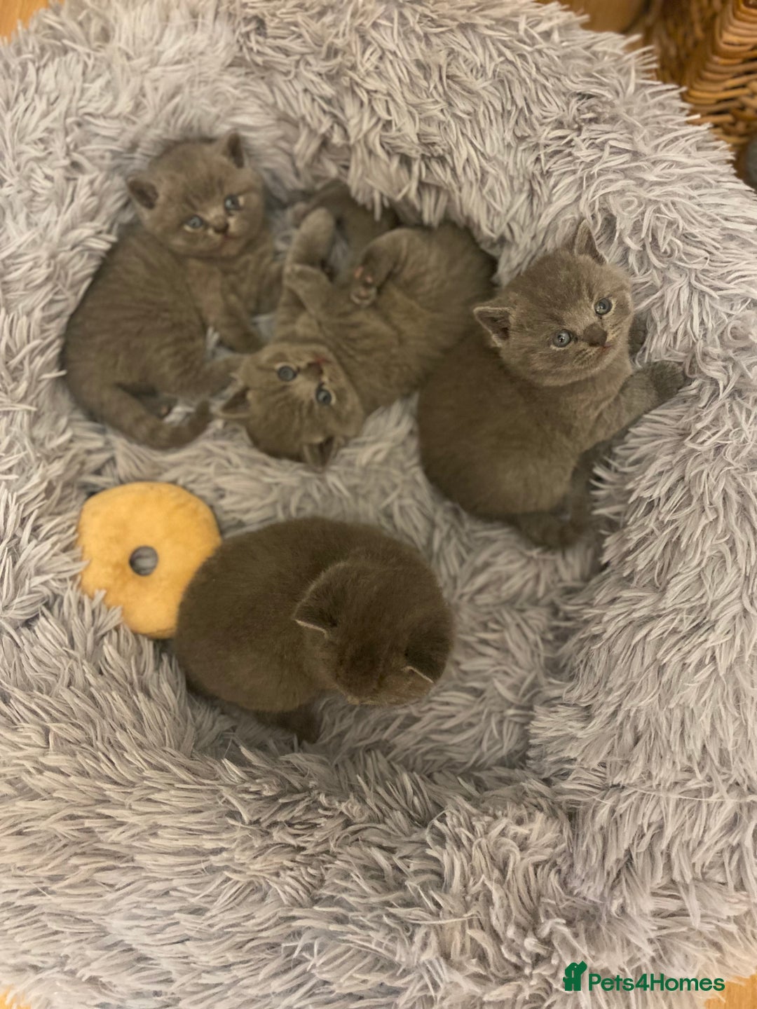 British Shorthair cats for sale: British Shorthair kittens to reserve  - Advert 4