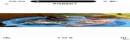 German Shorthaired Pointer dogs for sale: German shorthaired pointer - trained 18m in Gravesend - Advert 9