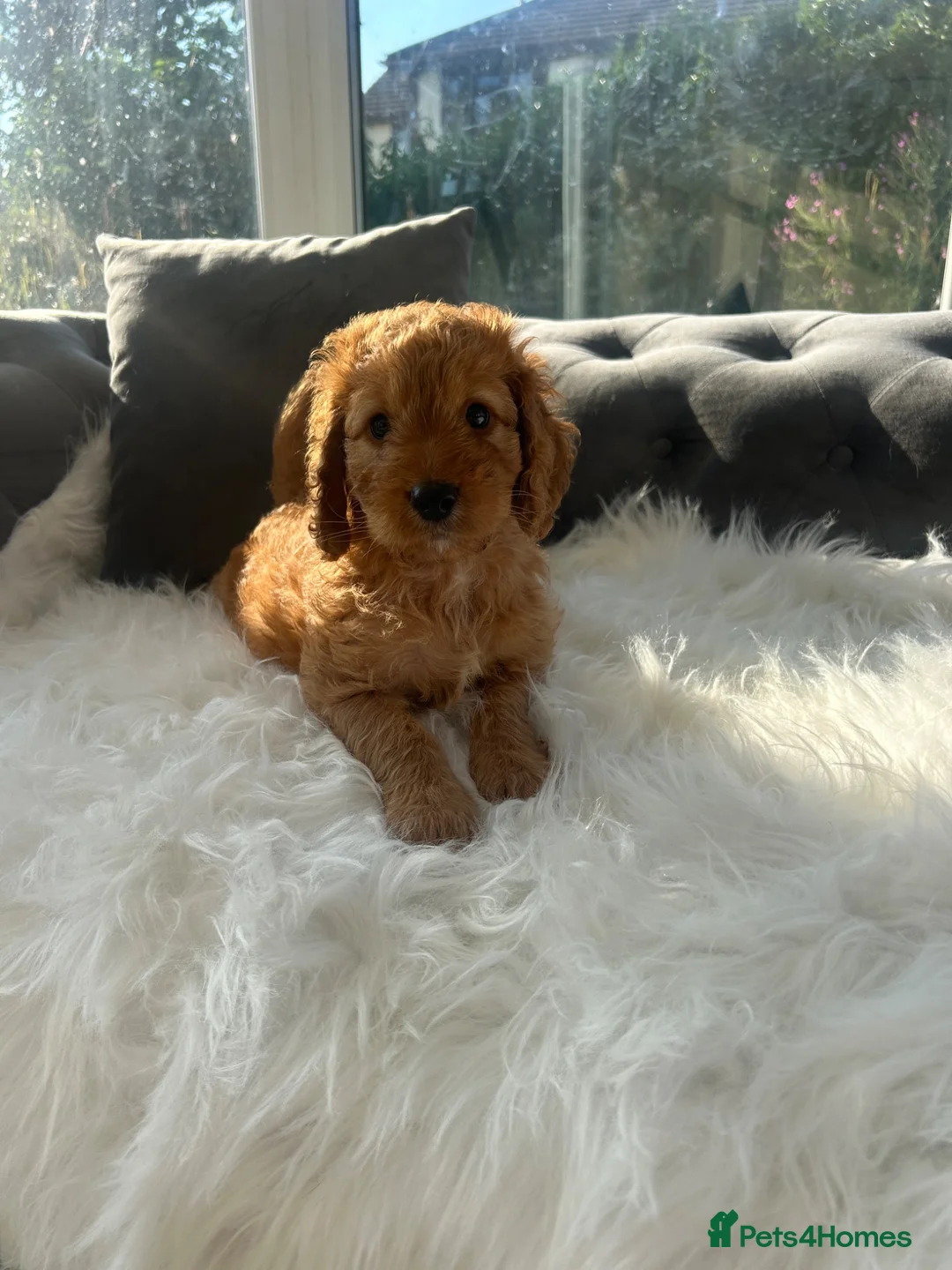 Cockapoo dogs for sale: F1 golden cockapoo puppies  - Advert 2