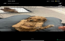 Cavapoo dogs for stud: Barnaby Holden  - Image 2