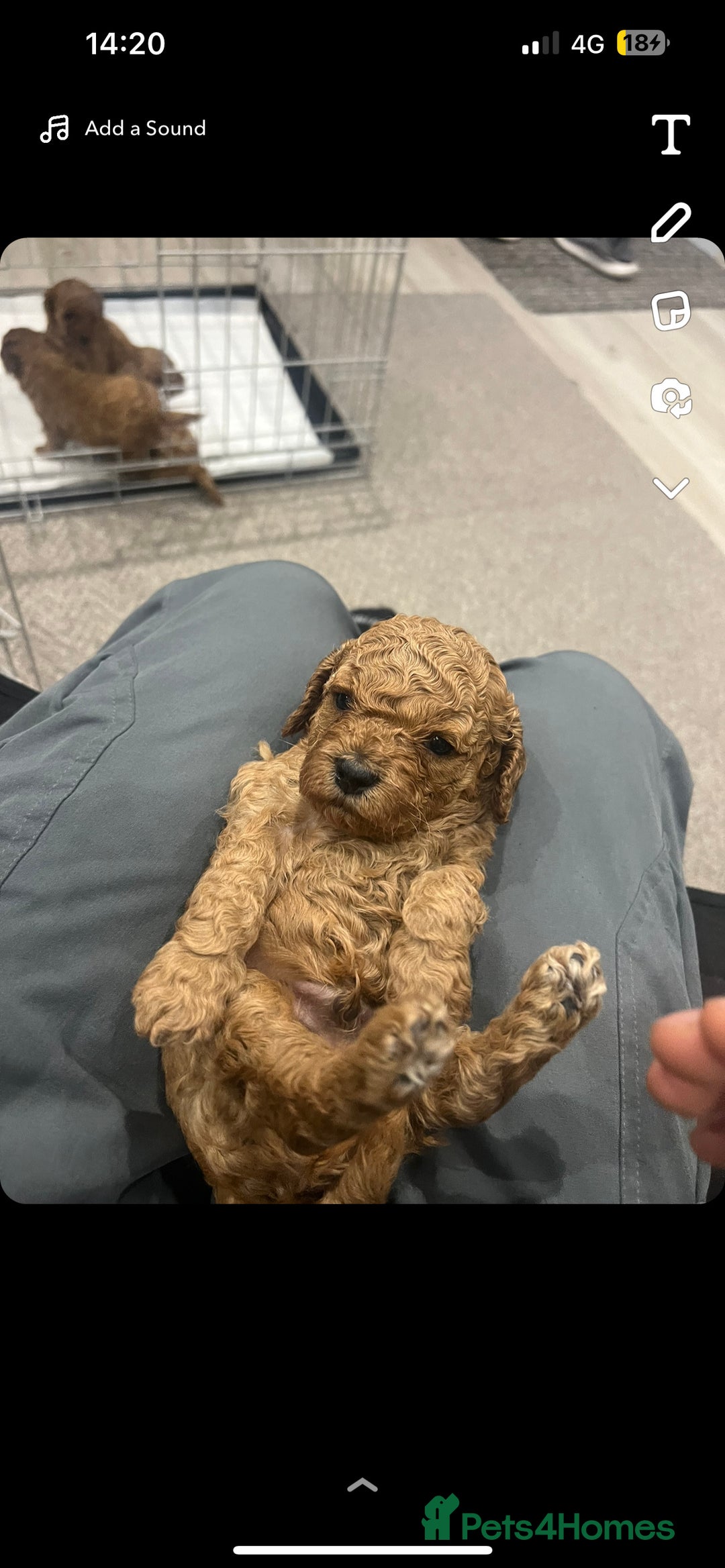Cavapoo dogs for stud: Barnaby Holden  - Image 2