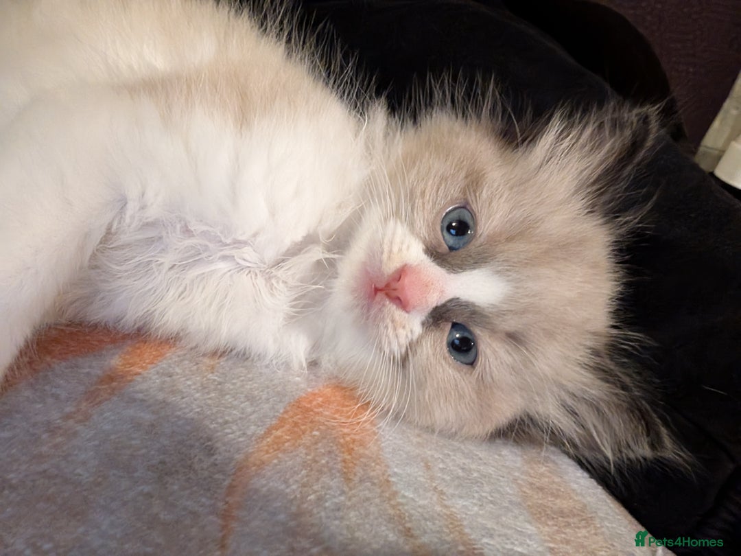 Ragdoll cats for stud: 100% proven Ragdoll STUD in Bradford - Advert 8