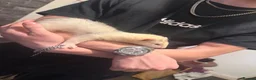 Ferret rodents for sale: Jill forsale  - Advert 2