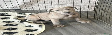 Cane Corso 2