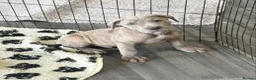Cane Corso dogs for sale: A Wonderful Litter Of Cane Corso Puppies For Sale - Advert 5