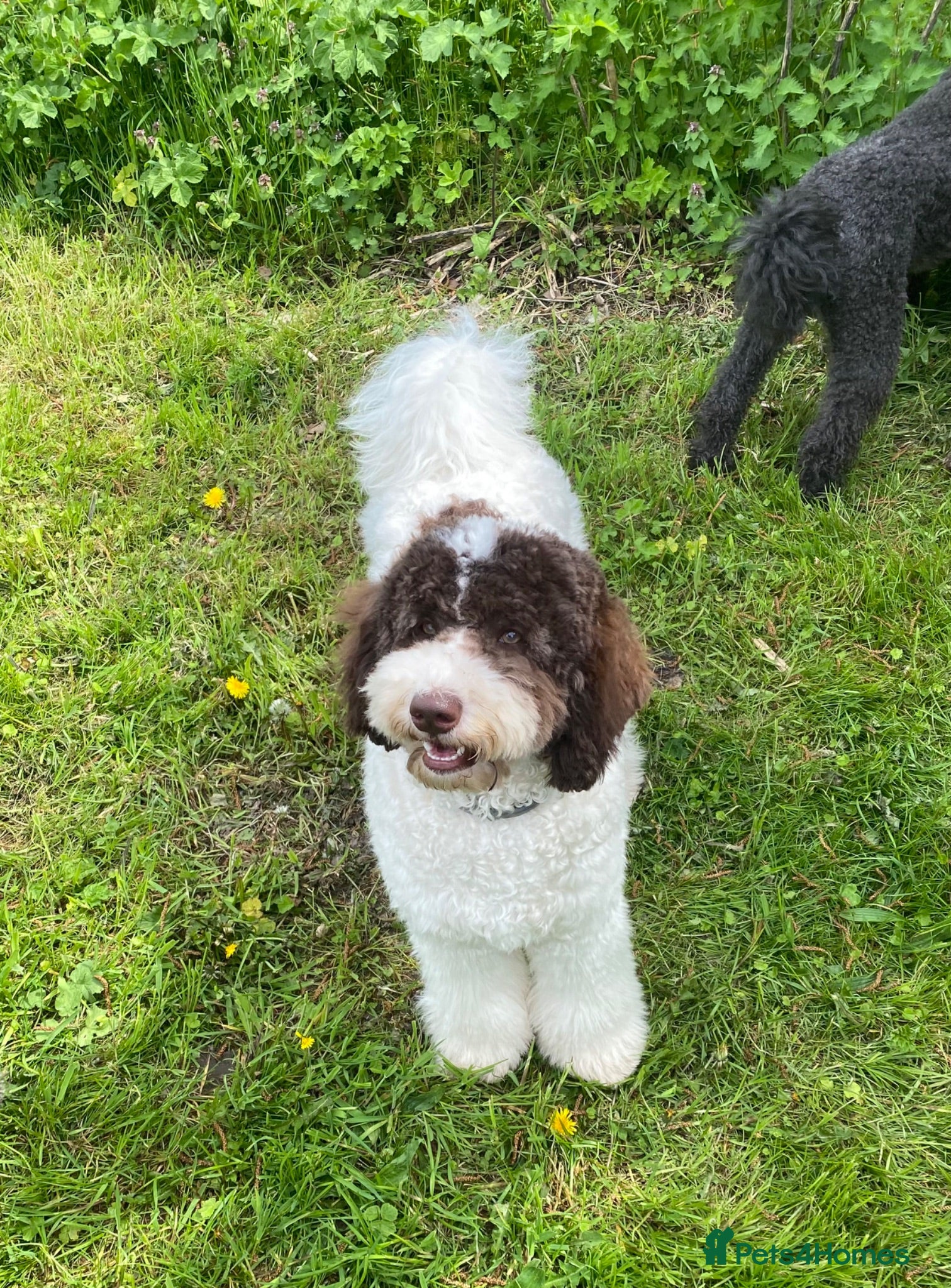 Bernedoodle dogs Last remaining true mini girl - Advert 1