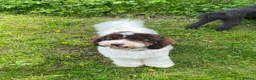 Bernedoodle dogs for sale: Mini Bernedoodles ready to go now - Advert 16