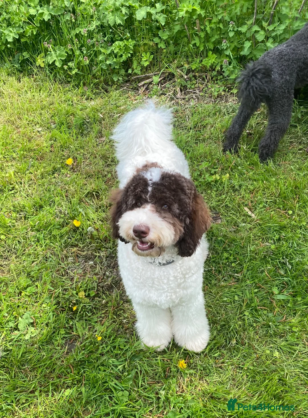 Bernedoodle dogs for sale: Mini Bernedoodles ready to go now - Advert 16