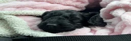 Cockapoo dogs for sale: *READY TO LE F1 cockapoo-health tested parents - Advert 23
