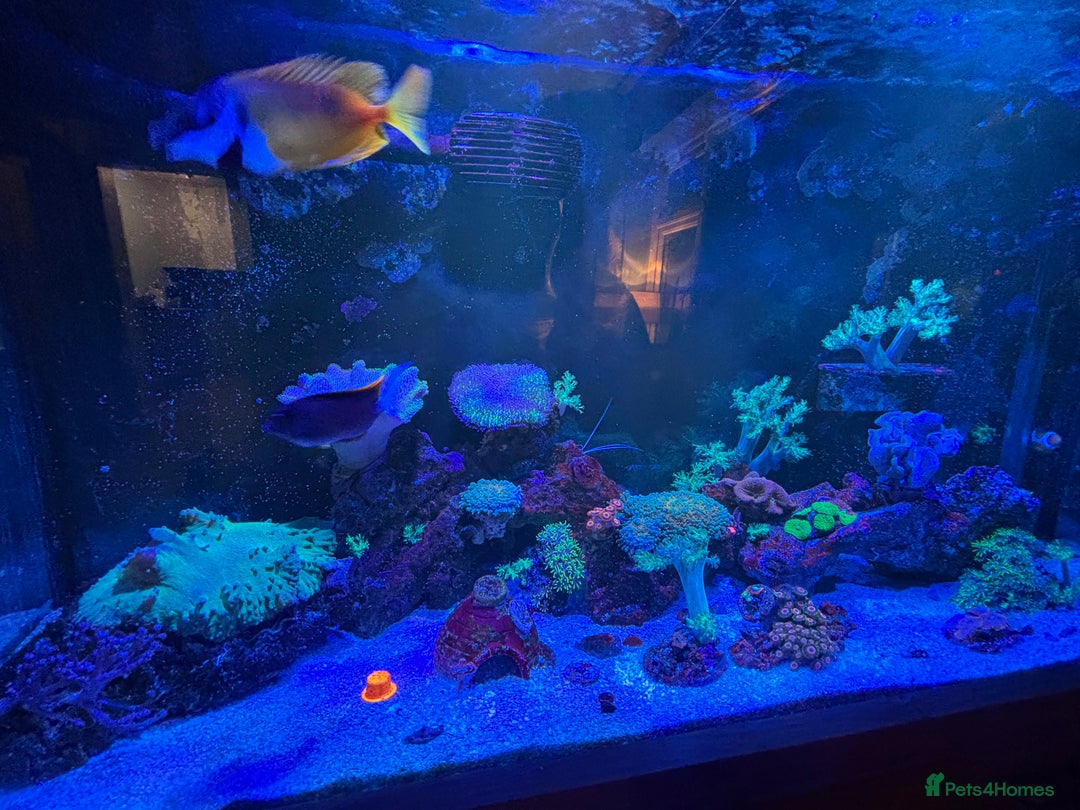Other/Mixed Breed fish for sale: Marine Tank and Full Set Up  - Image 2