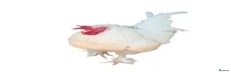 Mixed Breed livestock for sale: Chicks hens and roosters for sale  - Advert 11