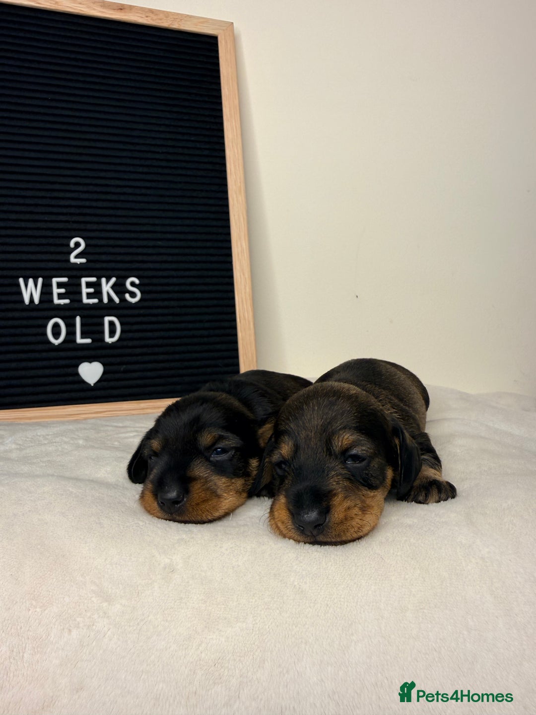 Miniature Dachshund dogs for sale: KC reg mini wires PRA LAFORA clear  - Advert 20