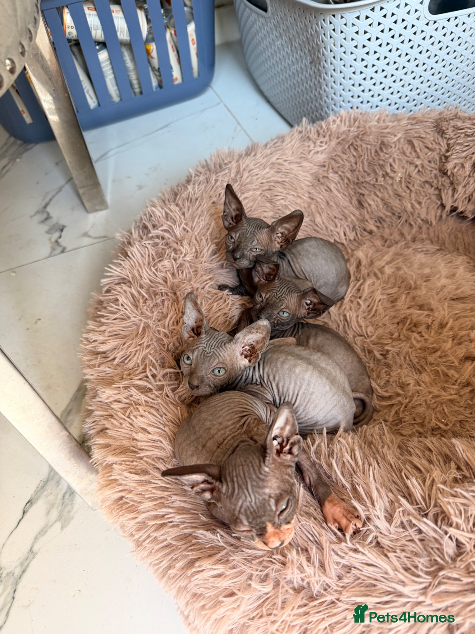Sphynx cats 🐾 Beautiful Sphynx Kittens – Ready to Leave Now - Advert 1