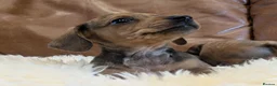 Miniature Dachshund dogs for sale: Beautiful Miniature Dachshund Puppies  - Advert 4