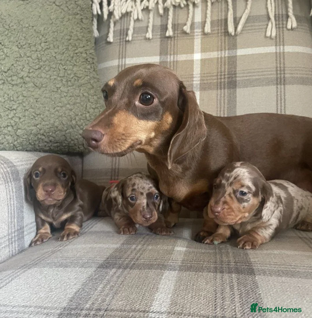 Miniature Dachshund dogs for sale: Lovely Miniature Dachshund Puppies  in Southampton - Advert 2