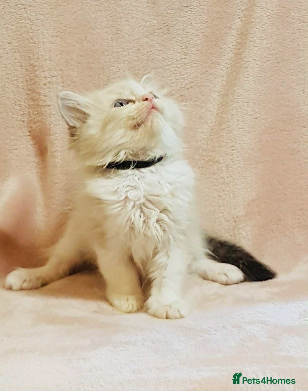 Ragdoll cats for sale: Ragdoll kittens - Image 10