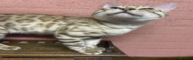 Bengal Kitten 3