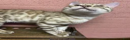Bengal cats for sale: Beautiful Bengal family members - Advert 3