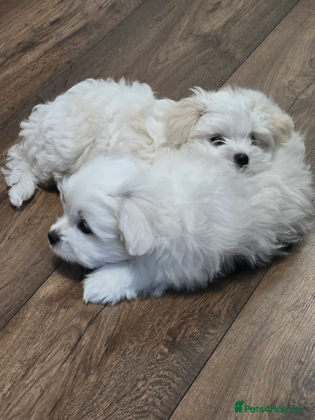 Maltese dogs for sale: Stunning Maltese puppies  in Chelmsford - Advert 2