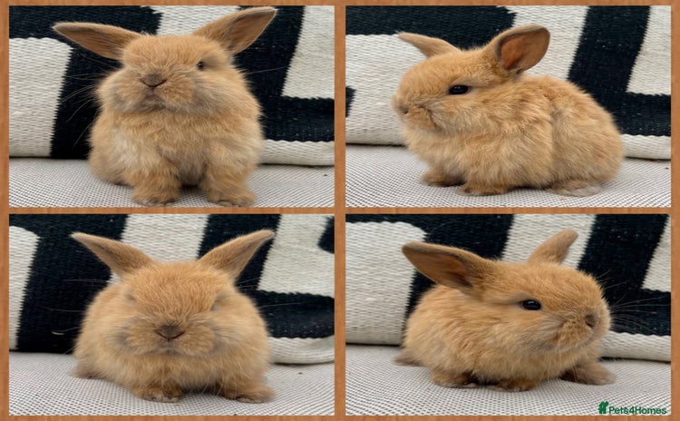Mini Lop rabbits - Advert 11