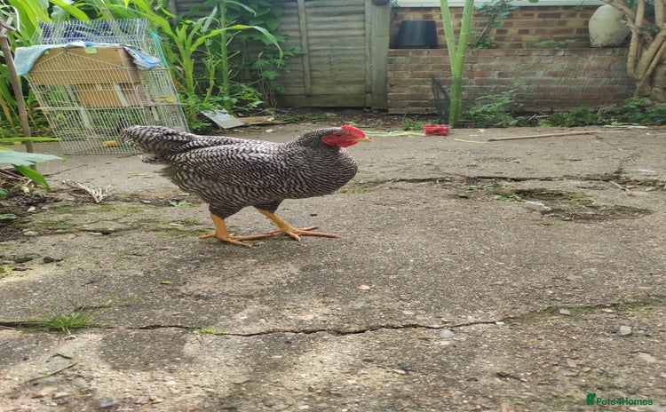 Chickens poultry - Advert 16