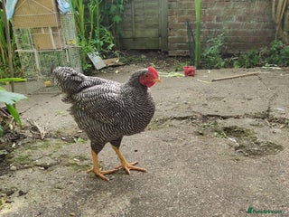 Chickens poultry - Advert 37