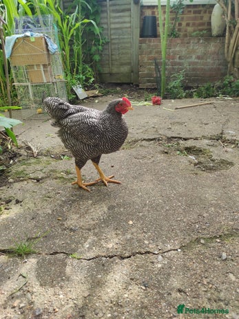 Chickens poultry - Advert 13