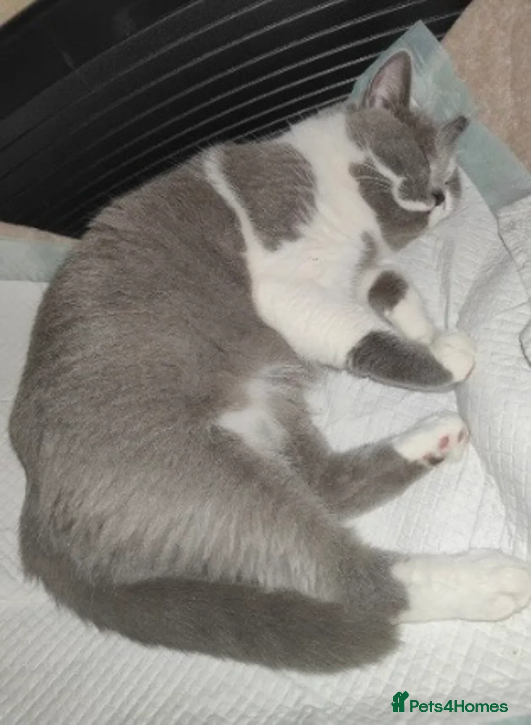British Shorthair cats for sale: Male Blue British Shorthair Kitten (Available Now) - Advert 2