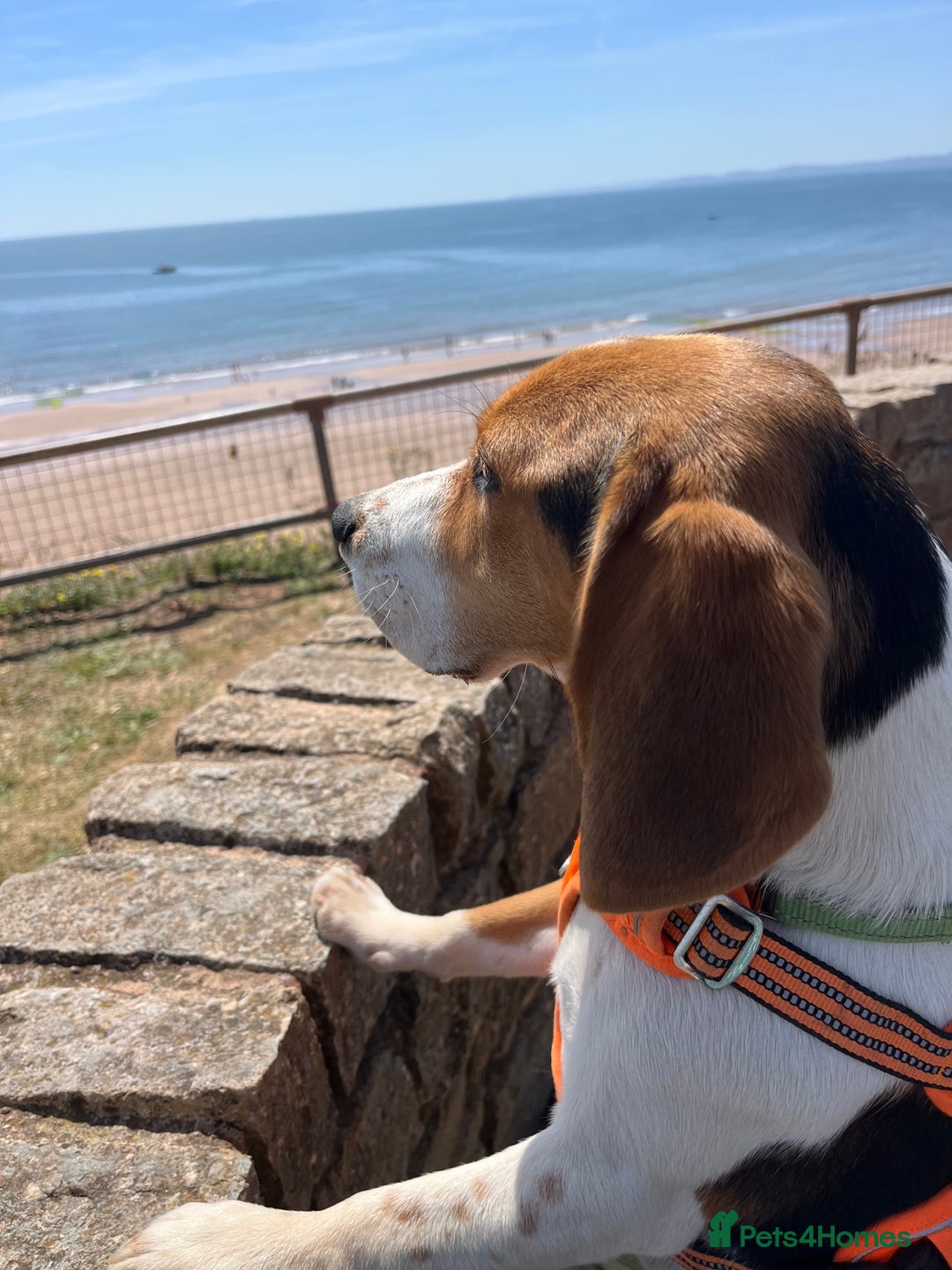 Beagle dogs for sale: Beagle Girl - Image 4
