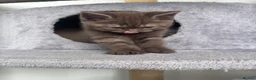 Scottish Fold cats for sale: British shorthair and Scottish straight mix  - Advert 3