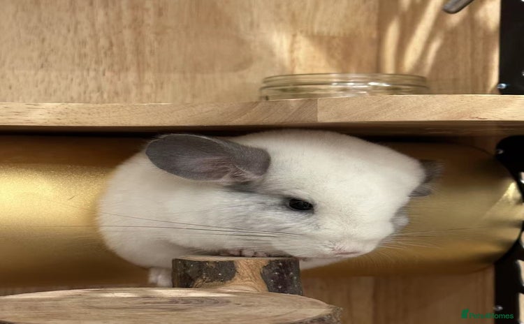 Chinchilla rodents - Advert 1