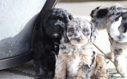Cavapoo dogs for sale: F1 Cavapoo puppies for sale - Image 33