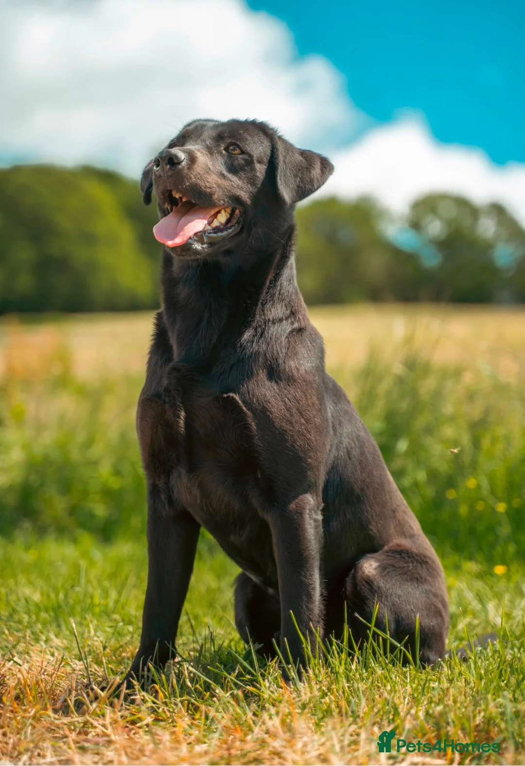 Labrador Retriever dogs for sale: Labrador puppies  - Advert 2