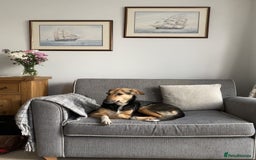 Mixed Breed dogs for sale: Very Special Mixed German Shepherd Girl (aged 3) - Image 3