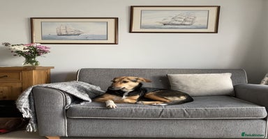 Mixed Breed dogs - Advert 9