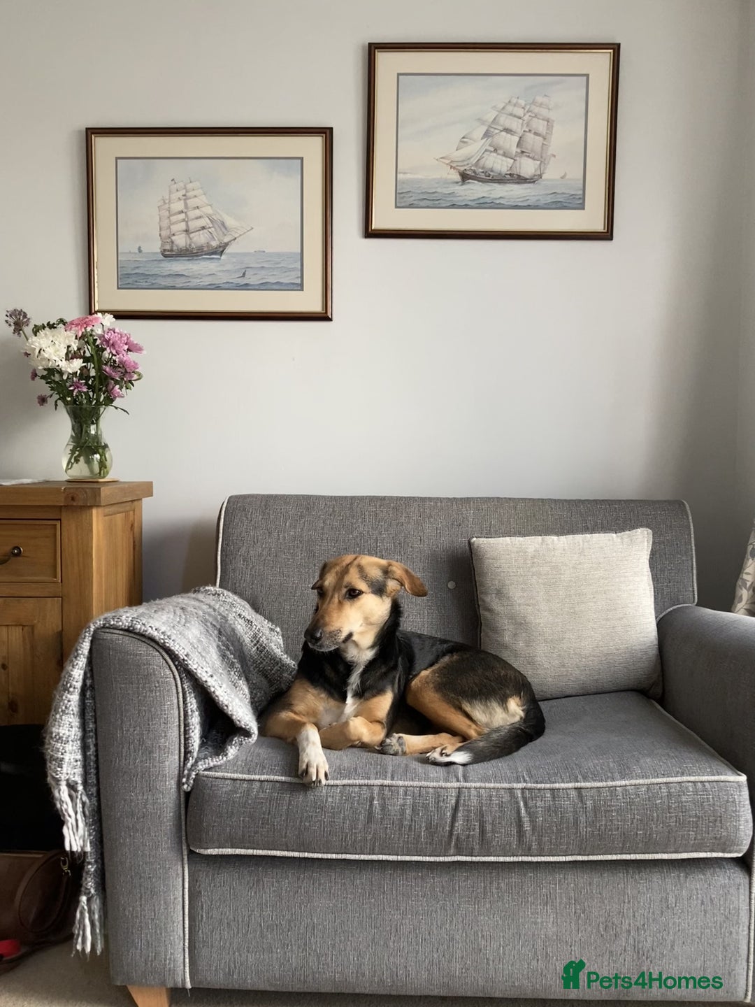 Mixed Breed dogs for sale: Very Special Mixed German Shepherd Girl (aged 3) - Image 3
