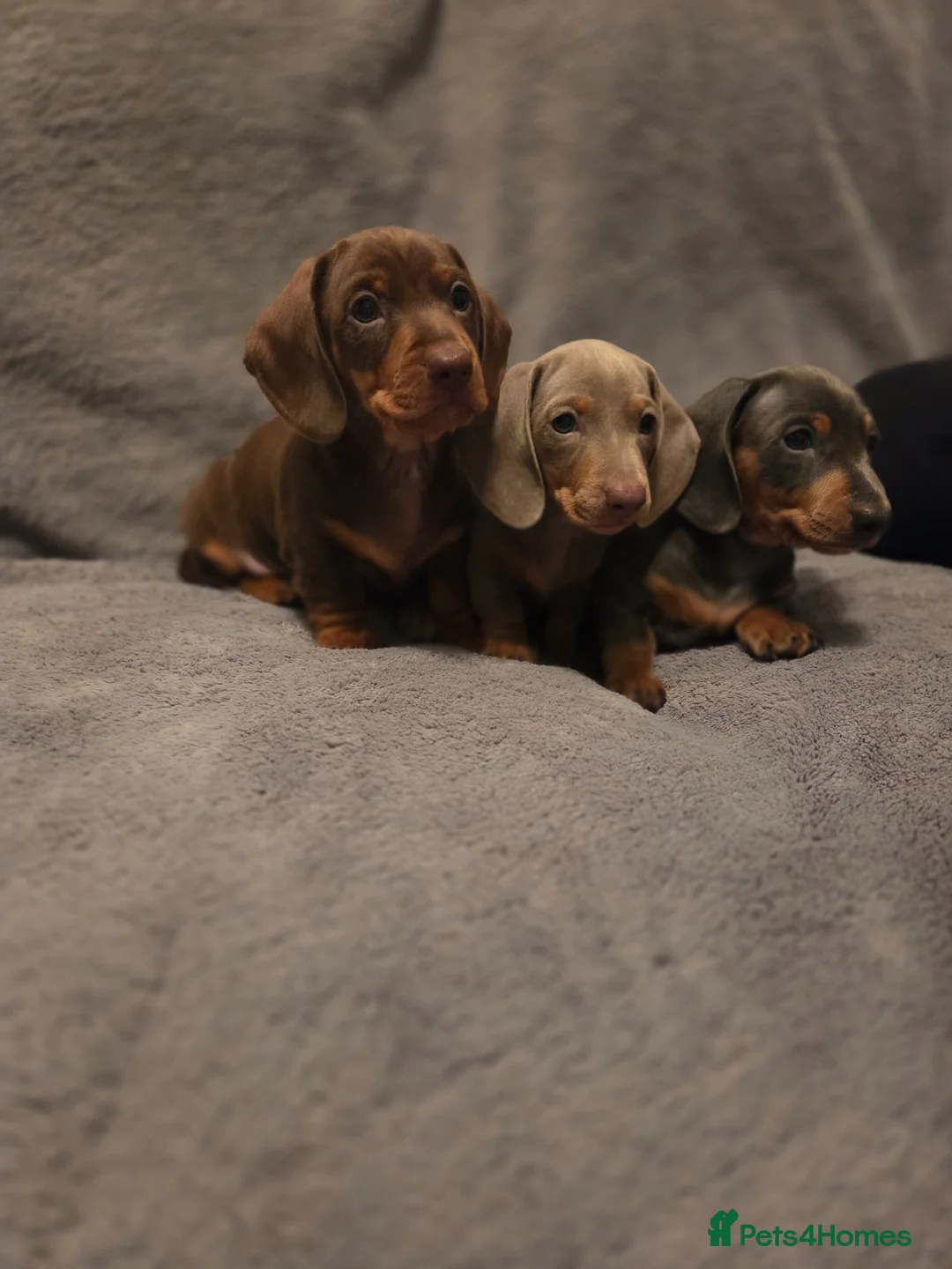Dachshund dogs for sale: Dachshund puppies for sale in Houghton le Spring - Advert 2