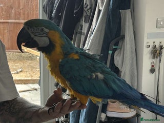 Macaws birds - Advert 3