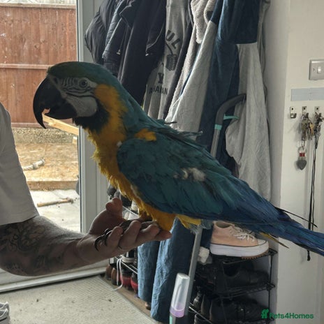 Macaws birds - Advert 16