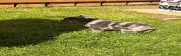 French Bulldog dogs for sale: READY TO LEAVE fluffy French bulldogs  - Advert 3
