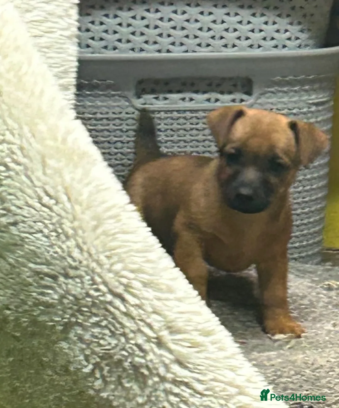 Mixed Breed dogs for sale: Border Russel  in Slough - Advert 1
