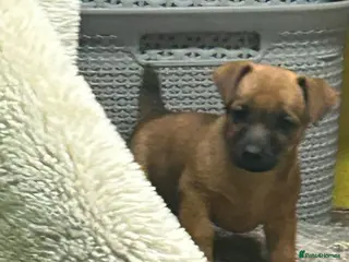 Mixed Breed dogs Border Russel - Advert 12