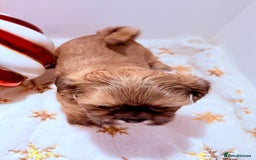 Shih Tzu dogs for sale: 3x Beautiful Pedigree Imperial Shih Tzu Girls - Advert 16