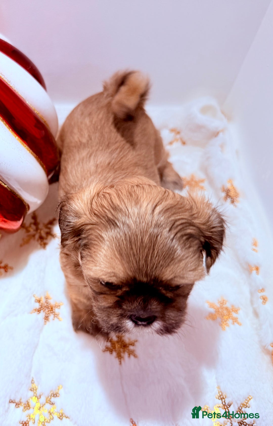 Shih Tzu dogs for sale: 3x Beautiful Pedigree Imperial Shih Tzu Girls - Advert 16