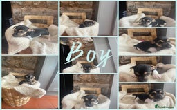 Jack Russell dogs for sale:  Jack Russell Puppies – Ready for 5⭐ Homes! 🐾 - Image 3