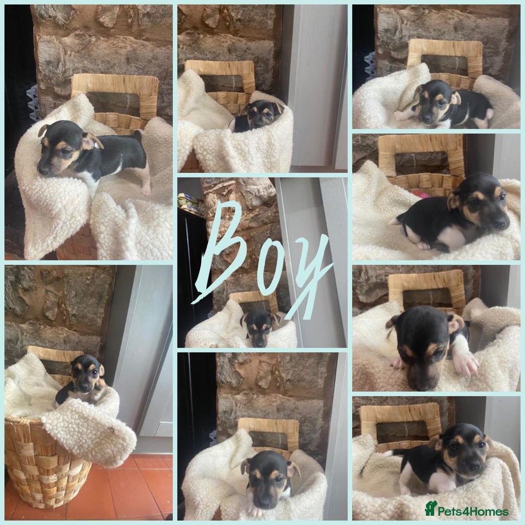 Jack Russell dogs for sale:  Jack Russell Puppies – Ready for 5⭐ Homes! 🐾 - Image 3