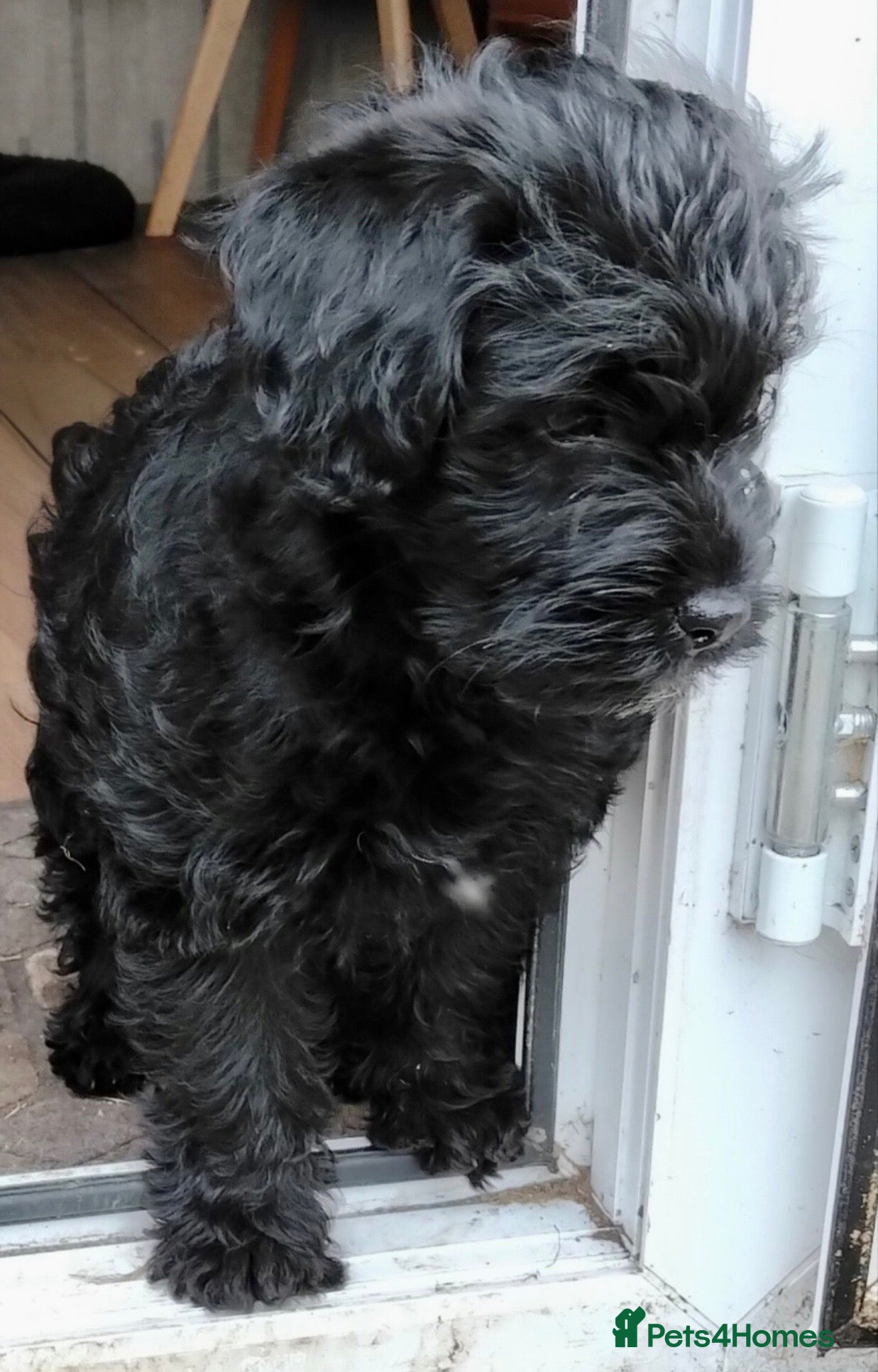 Labradoodle dogs Reduced  Beautiful miniature Labradoodle puppies - Advert 6