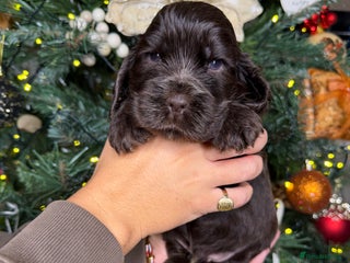 Cocker Spaniel dogs True To Type Show Cocker Spaniels - Advert 6